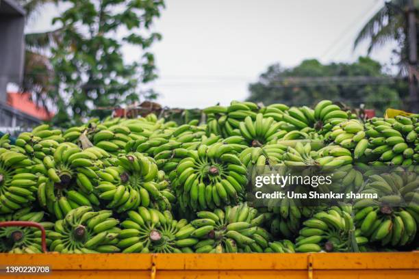 raw bananas loaded in a truck. - banana plantation stock pictures, royalty-free photos & images