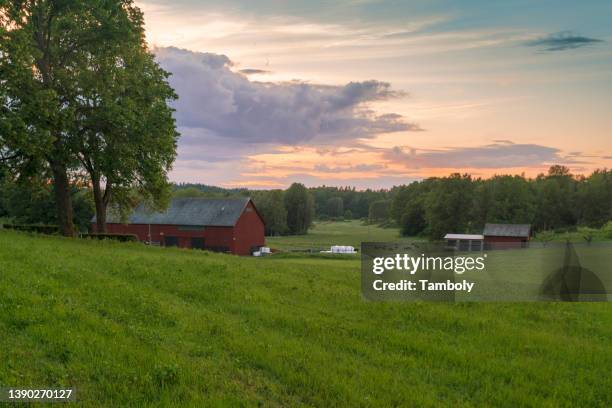 farm buildings and cows grazing in field at sunset - kalmar bildbanksfoton och bilder