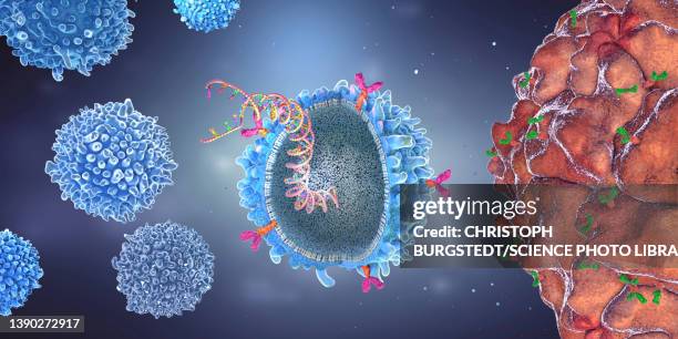 car t cell with implanted gene strain, illustration - lymphatic system stock illustrations