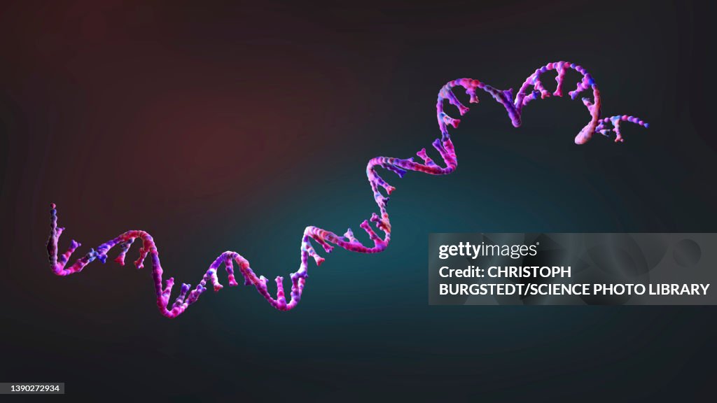 Ribonucleic acid strand, illustration
