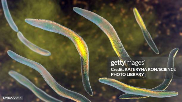 fusobacterium, illustration - upper respiratory stock illustrations