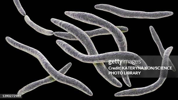 fusobacterium, illustration - upper respiratory stock illustrations