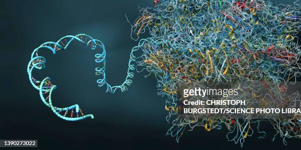 ribosome, illustration - rna stock-grafiken, -clipart, -cartoons und -symbole