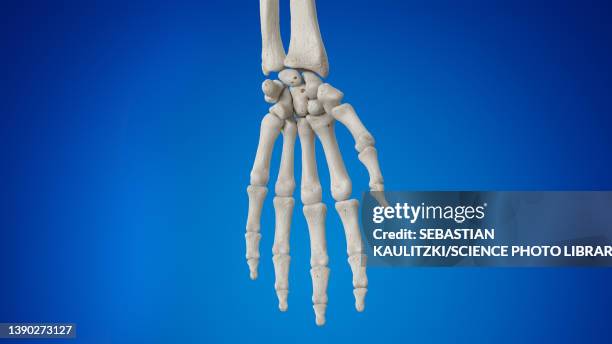 hand bones, illustration - chiropractic stock illustrations