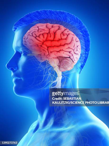 man's brain, illustration - human internal organ stock-grafiken, -clipart, -cartoons und -symbole
