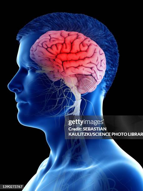 man's brain, illustration - limbic system stock illustrations