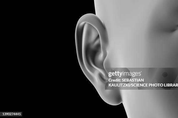 Female Ear Shape 1,681 Ear Anatomy Stock Photos, High-Res Pictures, and Images - Getty ...
