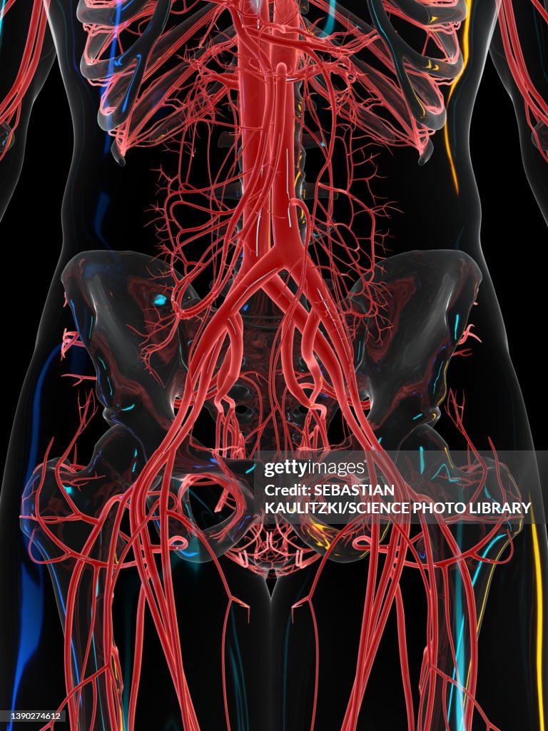 Vascular Shape Vascular System Illustration High-Res Vector Graphic - Getty Images
