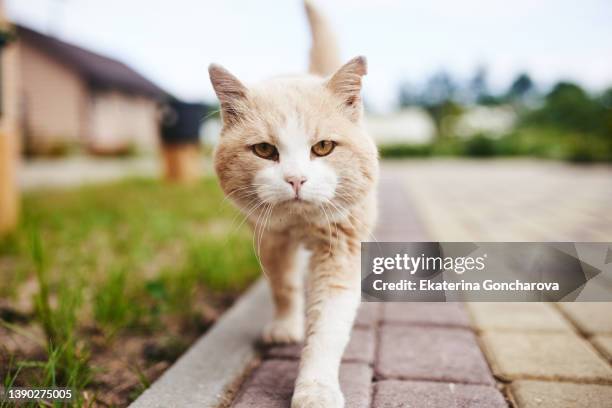 ginger cat in the backyard of the house in summer - shorthair cat foto e immagini stock