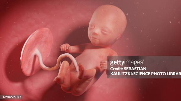 human fetus at week 14, illustration - week stock illustrations