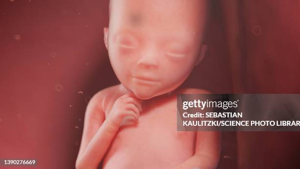 Week 19 Fetus 19 Weeks Photos and Premium High Res Pictures - Getty Images