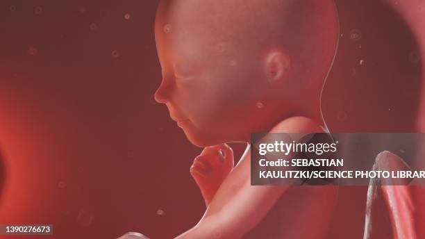 Week 19 Fetus 19 Weeks Photos and Premium High Res Pictures - Getty Images
