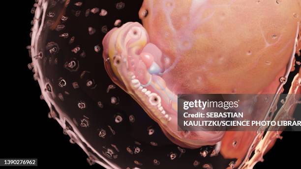 Exti Embryo 56 Week 4 Embryo Stock Photos, High-Res Pictures, and Images - Getty Images
