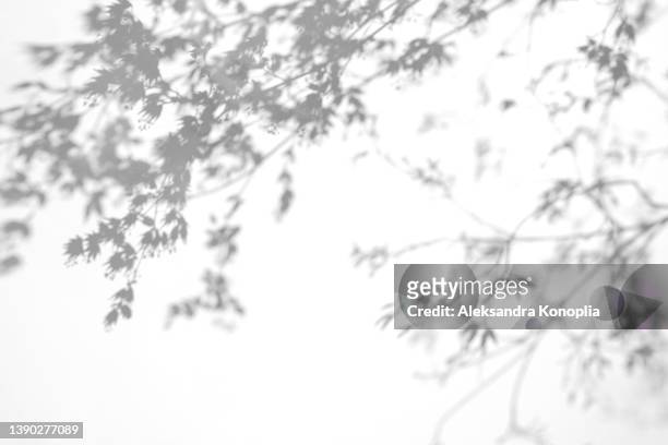 shadows of chinese maple tree branches on a white wall - ombra foto e immagini stock
