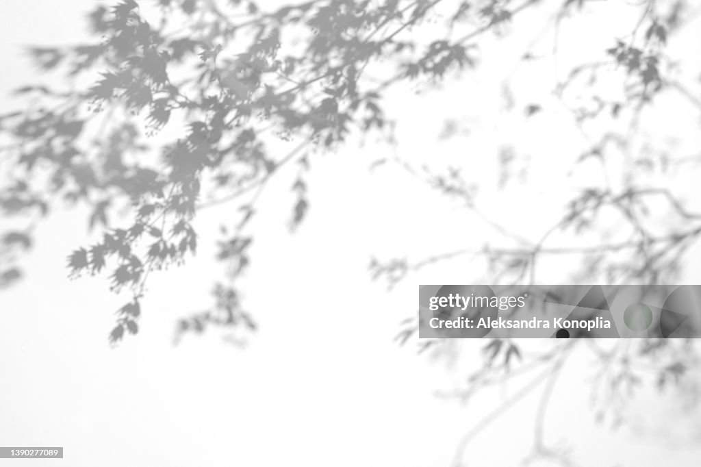 Shadows of Chinese maple tree branches on a white wall
