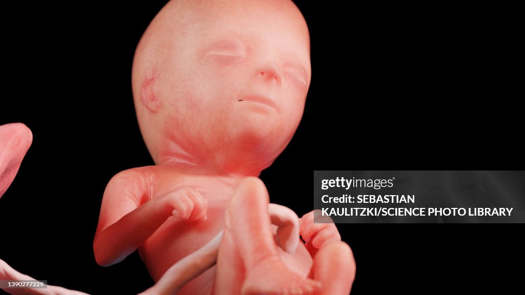 Human Fetus At Week 16 Illustration High Res Vector Graphic Getty Images human-fetus-at-week-16-illustration-high-res-vector-graphic-getty-images