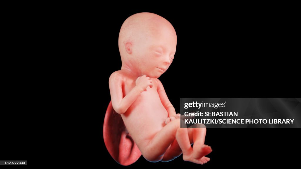 Week 19 Human Fetus At Week 19 Illustration High-Res Vector Graphic - Getty Images