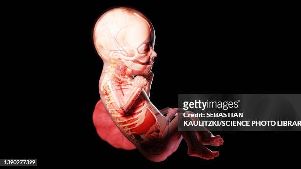 human fetus at week 26, illustration - 26 week fetus stock illustrations