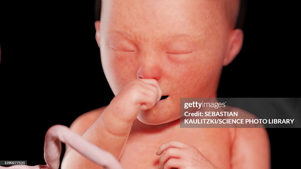 Week 34 Human Fetus At Week 34 Illustration High-Res Vector Graphic - Getty Images