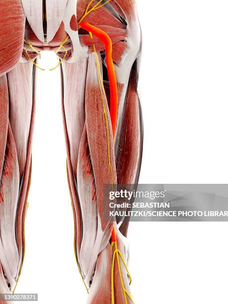 sciatic nerve, illustration - sciatic stock illustrations