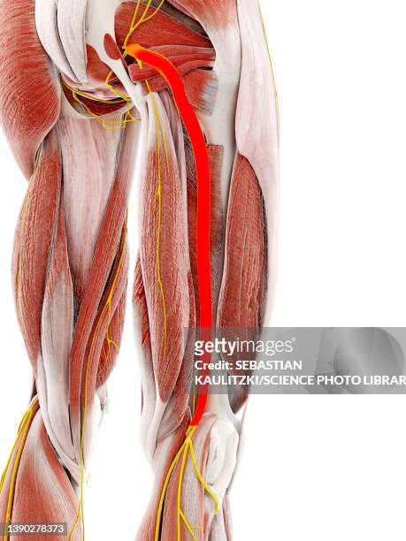 sciatic nerve, illustration - sciatic stock illustrations