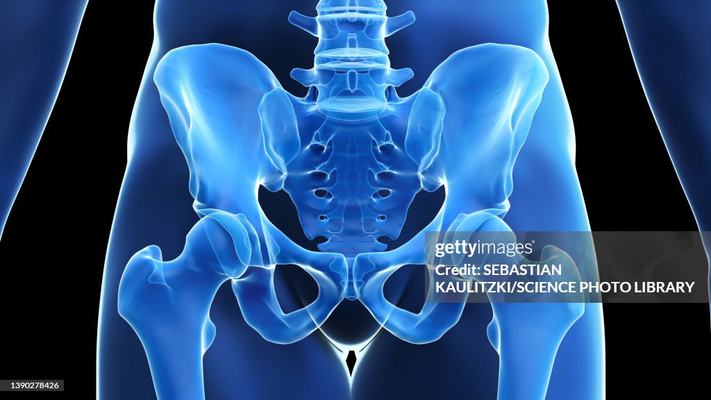 Hip bone, illustration