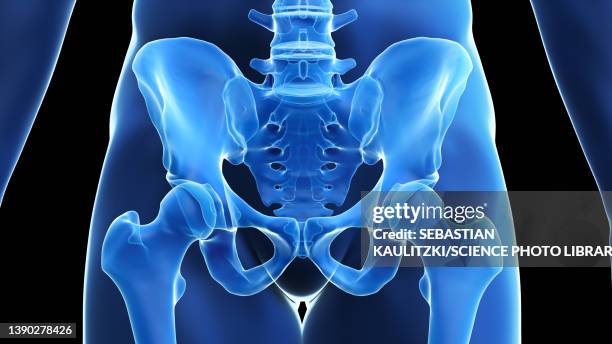 hip bone, illustration - groyne stock illustrations