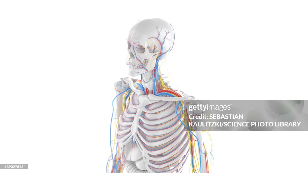 Upper body anatomy, illustration