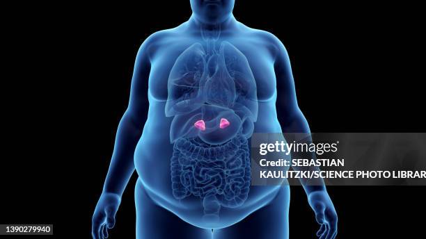 ilustraciones, imágenes clip art, dibujos animados e iconos de stock de obese man's adrenal glands, illustration - cerebral cortex