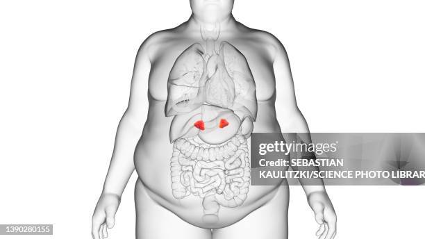 obese man's adrenal glands, illustration - obese man stock illustrations