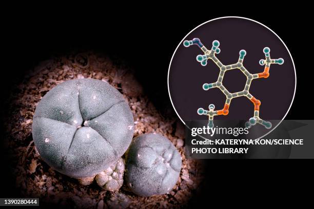 mescaline molecule and peyote cactus, composite image - peyote cactus stock illustrations