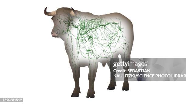cattle lymphatic system, illustration - lymphatic system animal stock-grafiken, -clipart, -cartoons und -symbole