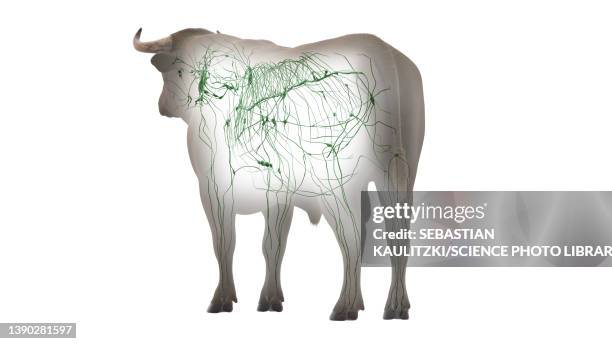 cattle lymphatic system, illustration - lymphatic system animal stock-grafiken, -clipart, -cartoons und -symbole