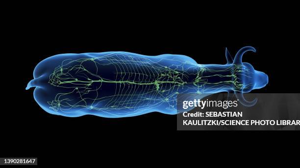 cattle lymphatic system, illustration - lymphatic system animal stock-grafiken, -clipart, -cartoons und -symbole