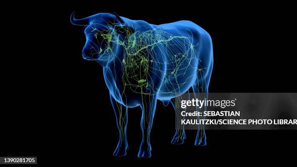 cattle lymphatic system, illustration - lymphatic system animal stock-grafiken, -clipart, -cartoons und -symbole