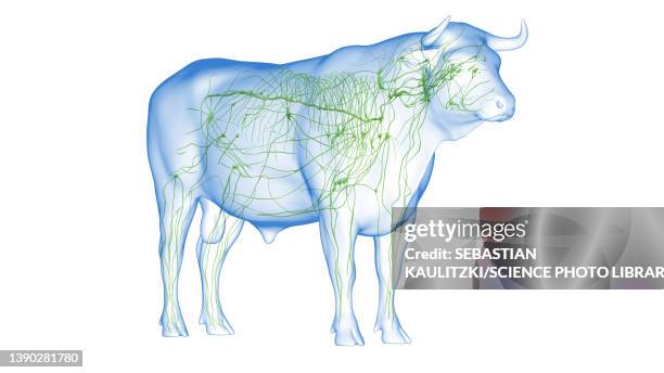 cattle lymphatic system, illustration - lymphatic system animal stock-grafiken, -clipart, -cartoons und -symbole