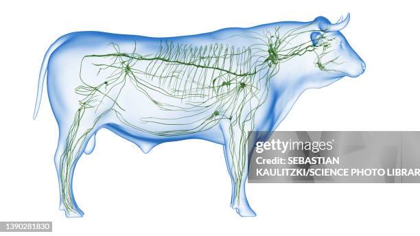 cattle lymphatic system, illustration - lymphatic system animal stock-grafiken, -clipart, -cartoons und -symbole