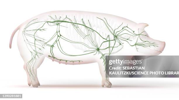 pig lymphatic system, illustration - lymphatic system animal stock-grafiken, -clipart, -cartoons und -symbole