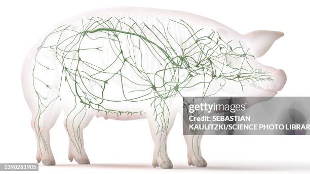 pig lymphatic system, illustration - lymphatic system animal stock-grafiken, -clipart, -cartoons und -symbole