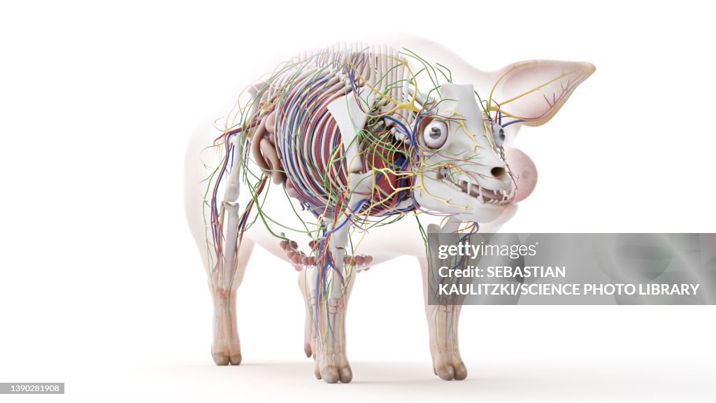 Pig Getting Dissection Pig Anatomy Illustration High-Res Vector Graphic - Getty Images