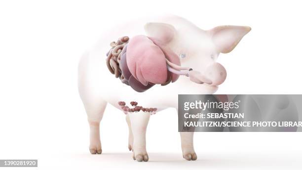 pig anatomy, illustration - pig stock illustrations