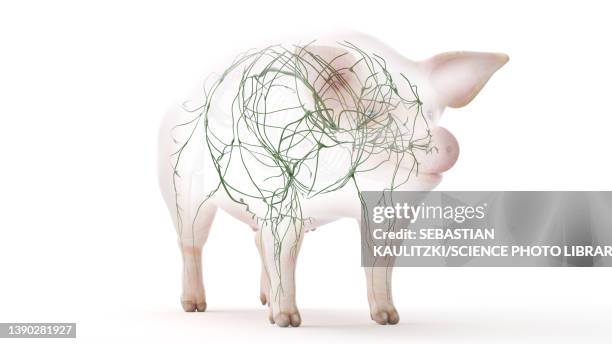 pig lymphatic system, illustration - lymphatic system animal stock-grafiken, -clipart, -cartoons und -symbole