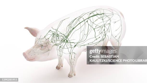 pig lymphatic system, illustration - lymphatic system animal stock-grafiken, -clipart, -cartoons und -symbole