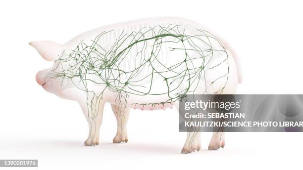 pig lymphatic system, illustration - lymphatic system animal stock-grafiken, -clipart, -cartoons und -symbole