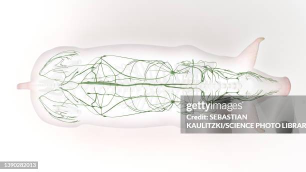 pig lymphatic system, illustration - lymphatic system animal stock-grafiken, -clipart, -cartoons und -symbole
