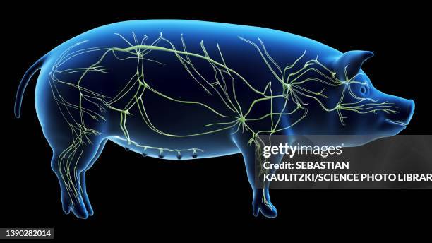 pig lymphatic system, illustration - lymphatic system animal stock-grafiken, -clipart, -cartoons und -symbole