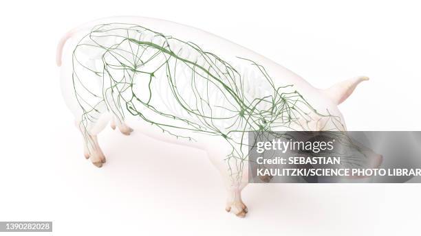 pig lymphatic system, illustration - lymphatic system animal stock-grafiken, -clipart, -cartoons und -symbole