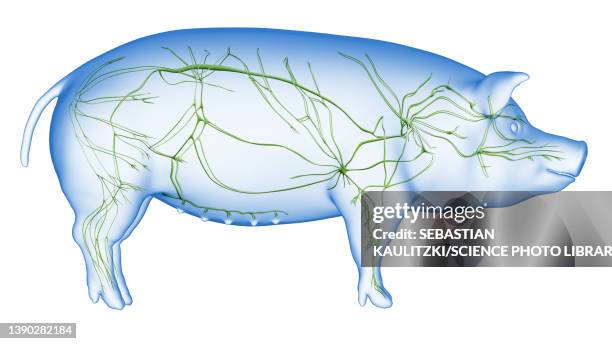 pig lymphatic system, illustration - lymphatic system animal stock-grafiken, -clipart, -cartoons und -symbole
