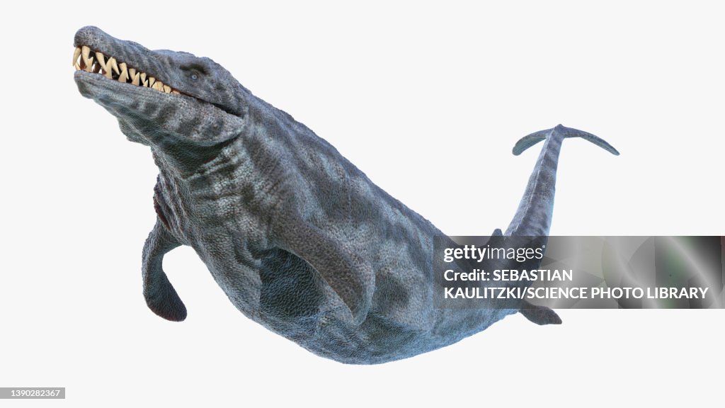 Basilosaurus, illustration