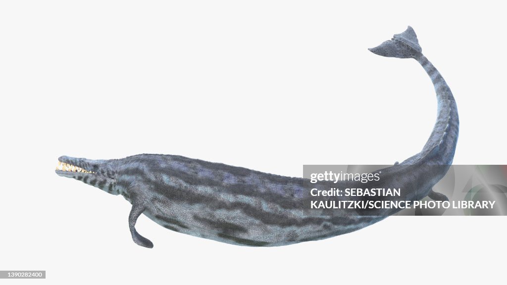 Basilosaurus, illustration